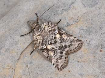 Nycteola columbana Turner adulte - �Philippe Mothiron