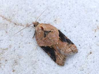 Acleris comariana L. & Z. adulte - �Nicole Lepertel