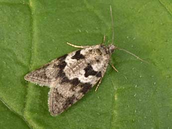 Cnephasia communana H.-S. adulte - �Philippe Mothiron