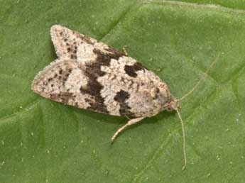 Cnephasia communana H.-S. adulte - �Philippe Mothiron