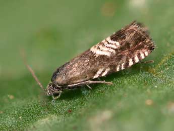 Grapholita compositella F. adulte - �Lionel Taurand