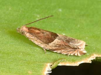 Ancylis comptana Fr�l. adulte - �Philippe Mothiron