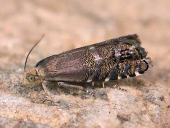 Cydia conicolana Heylaerts adulte - �Lionel Taurand