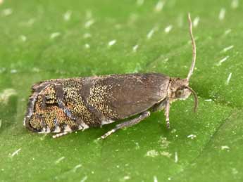 Cydia conicolana Heylaerts adulte - �Philippe Mothiron