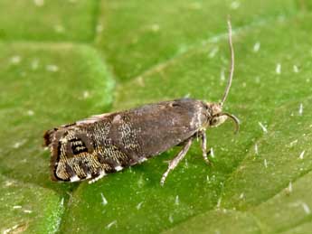 Cydia conicolana Heylaerts adulte - �Philippe Mothiron