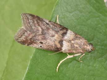 Acrobasis consociella Hb. adulte - �Philippe Mothiron