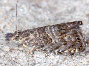 Dichrorampha consortana Stph. adulte - �Horst Pichler