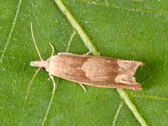 Eucosma conterminana Gn. adulte - �Philippe Mothiron