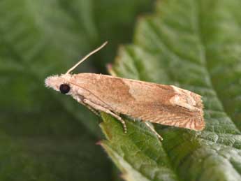 Eucosma conterminana Gn. adulte - �Philippe Mothiron