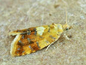 Pseudargyrotoza conwagana F. adulte - �Lionel Taurand