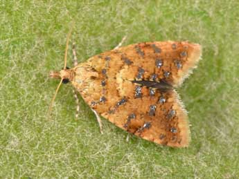 Pseudargyrotoza conwagana F. adulte - �Philippe Mothiron