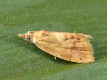 Pseudargyrotoza conwagana F. adulte - �Philippe Mothiron