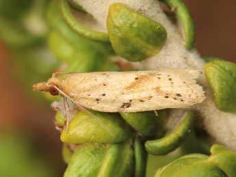 Clepsis coriacana Rbl adulte - �Lionel Taurand