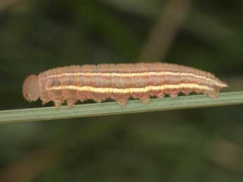  Chenille de Coenonympha corinna Hb. - �Wolfgang Wagner, www.pyrgus.de