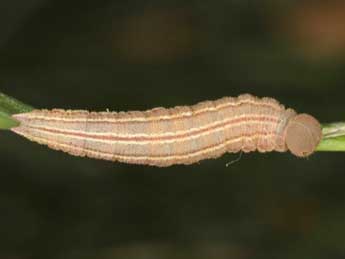  Chenille de Coenonympha corinna Hb. - �Wolfgang Wagner, www.pyrgus.de