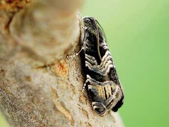 Cydia corollana Hb. adulte - �Friedmar Graf