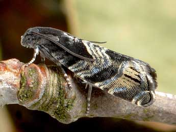 Cydia corollana Hb. adulte - �Friedmar Graf