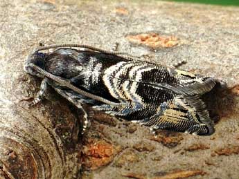 Cydia corollana Hb. adulte - �Friedmar Graf