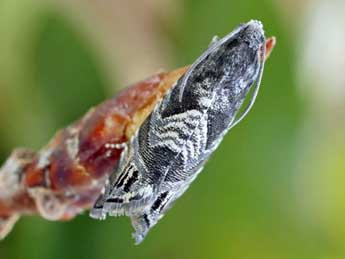 Cydia corollana Hb. adulte - �Friedmar Graf