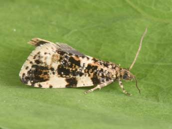 Aterpia corticana D. & S. adulte - �Philippe Mothiron