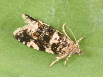 Aterpia corticana D. & S. adulte - �Philippe Mothiron