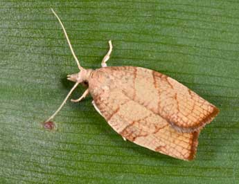 Pandemis corylana F. adulte - �Philippe Mothiron