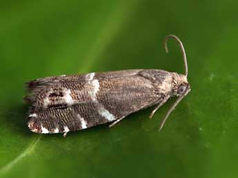 Cydia cosmophorana Tr. adulte - �Patrick Clement