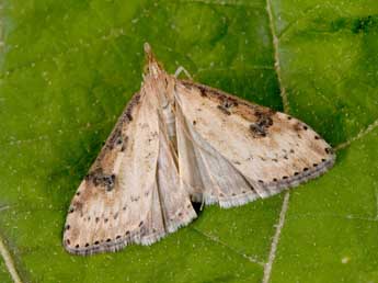 Udea costalis Ev. adulte - �Philippe Mothiron