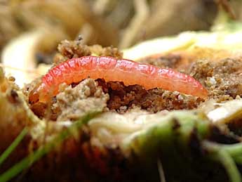  Chenille de Epiblema costipunctana Hw. - �Philippe Mottet