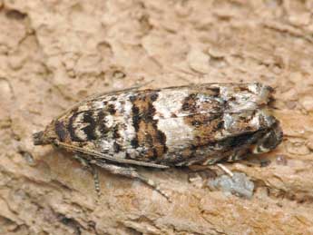 Epiblema costipunctana Hw. adulte - �Patrick Clement