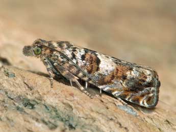 Epiblema costipunctana Hw. adulte - �Patrick Clement