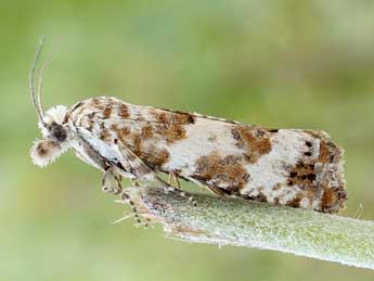 Thiodia couleruana Dup. adulte - �Friedmar Graf