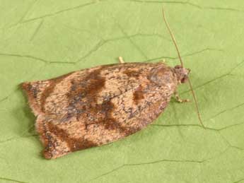 Archips crataegana Hb. adulte - �Philippe Mothiron