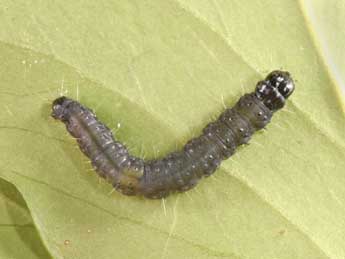  Chenille de Archips crataegana Hb. - �Philippe Mothiron