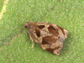 Archips crataegana Hb. adulte - �Philippe Mothiron