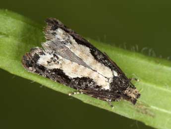 Epinotia crenana Hb. adulte - �J�rg Schmid