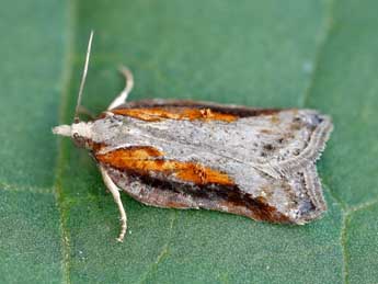 Acleris cristana D. & S. adulte - �Lionel Taurand