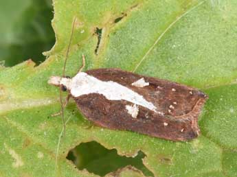 Acleris cristana D. & S. adulte - �Philippe Mothiron