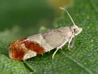 Epinotia cruciana L. adulte - �Patrick Clement