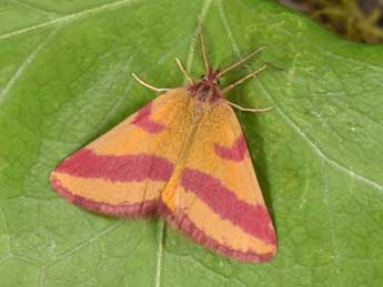 Lythria cruentaria Hfn. adulte - �Philippe Mothiron