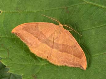 Watsonalla cultraria F. adulte - �Philippe Mothiron