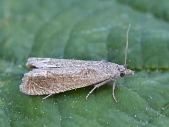 Eucosma cumulana Gn. adulte - �Lionel Taurand