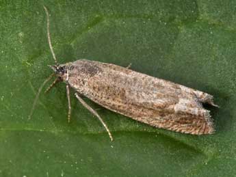 Eucosma cumulana Gn. adulte - �Philippe Mothiron