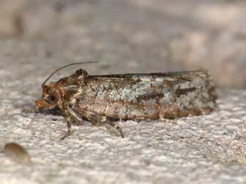 Lozotaeniodes cupressana Dup. adulte - �Adrien Jailloux