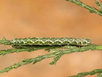  Chenille de Thera cupressata Gey. - �Lionel Taurand