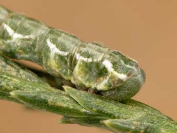  Chenille de Thera cupressata Gey. - �Lionel Taurand