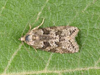 Cnephasia cupressivorana Stgr adulte - �Philippe Mothiron