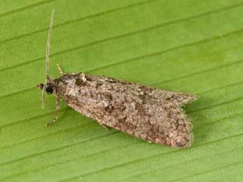 Cnephasia cupressivorana Stgr adulte - �Philippe Mothiron