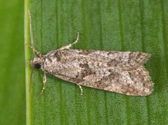 Cnephasia cupressivorana Stgr adulte - �Philippe Mothiron