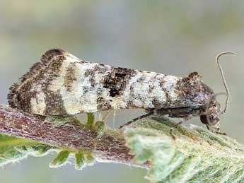 Phtheochroa cymatodana Rbl adulte - �Friedmar Graf